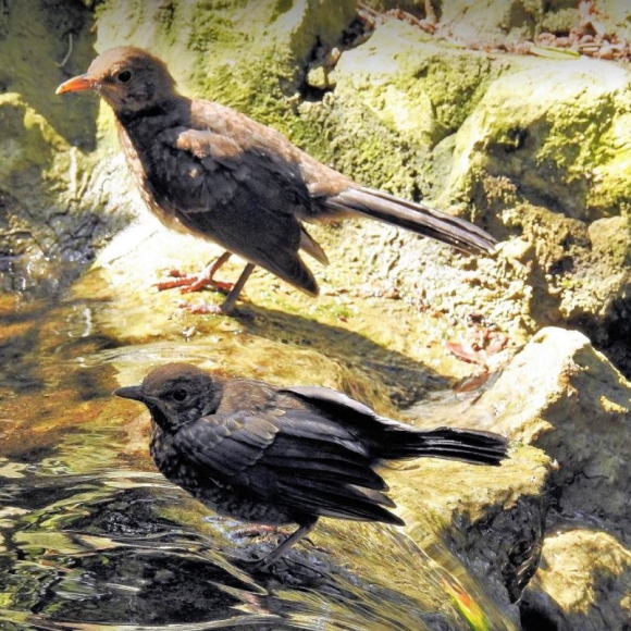 Two young Blackbirds bathing at the fountain in the Botanic Gardens.   Photo:  F.J. Odinius
