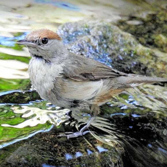 Female Blackcap getting ready for the plunge. Photo: F.J. Odinius.