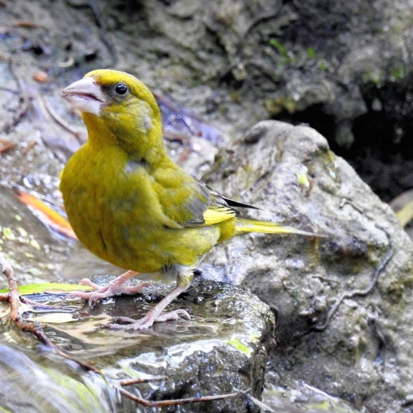 A nice and colourful adult Greenfinch. Photo: F.J. Odinius