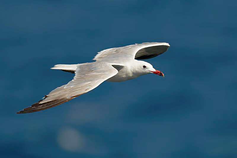 Audouins Gull 3rd cycle, note some black on primary coverts C. Perez