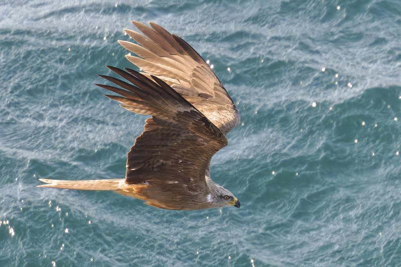 Black Kite C. Perez