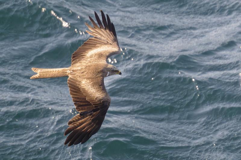Black Kite C. Perez