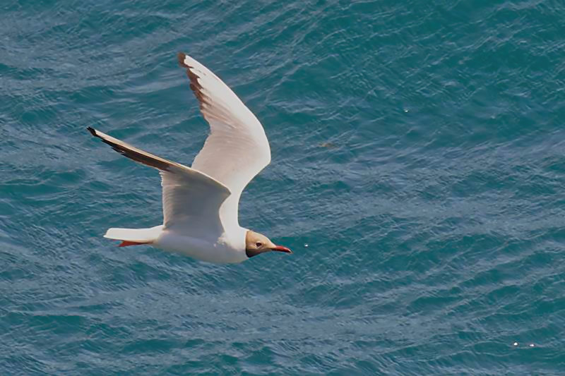 Black Headed Gull adult C. Perez
