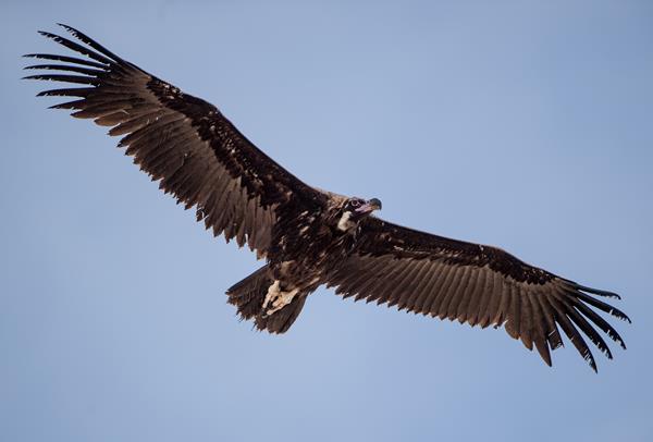 Black Vulture  DM Parody www.dotcom.gi/photos