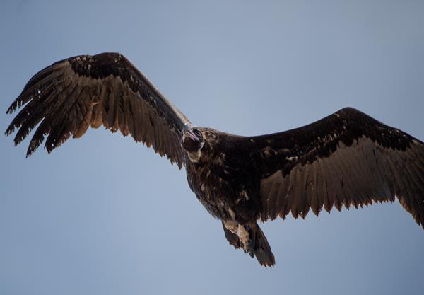Black Vulture  DM Parody www.dotcom.gi/photos