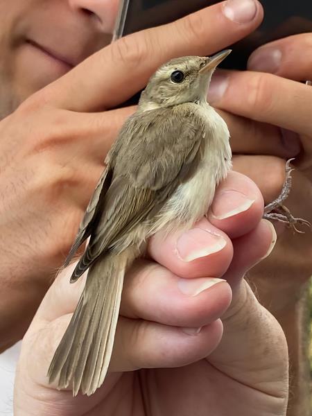 Booted Warbler Iduna caligata