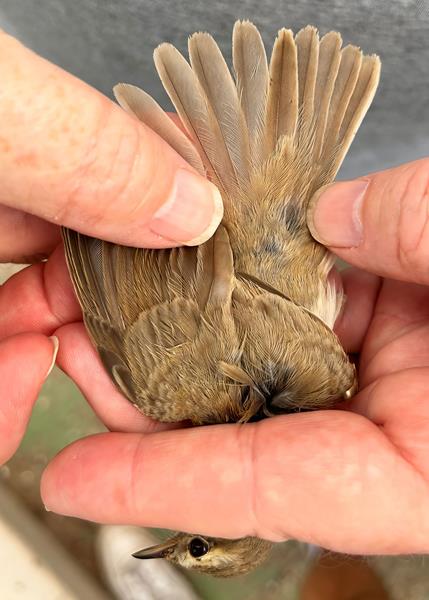Booted Warbler Tail