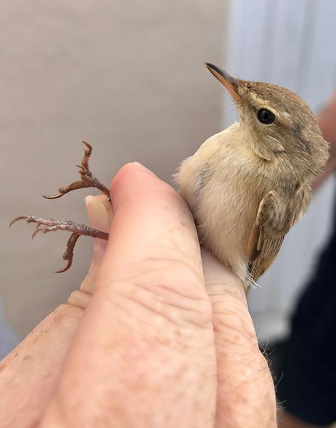 Booted Warbler Iduna caligata