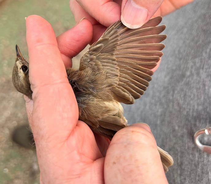 Booted Warbler Wing