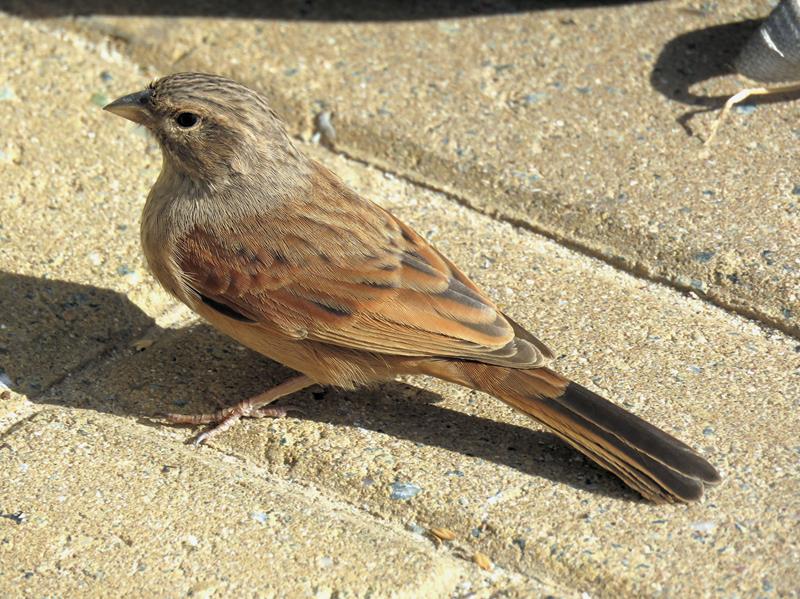 House Bunting E. Garcia
