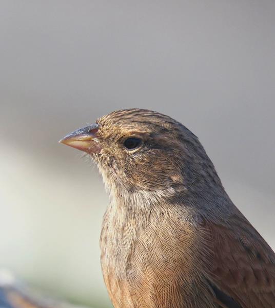 House Bunting E. Garcia