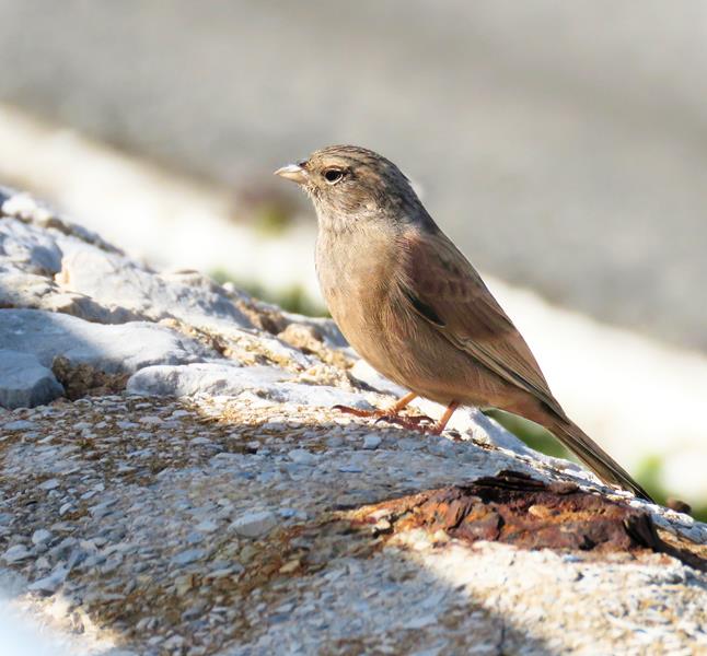 House Bunting E. Garcia