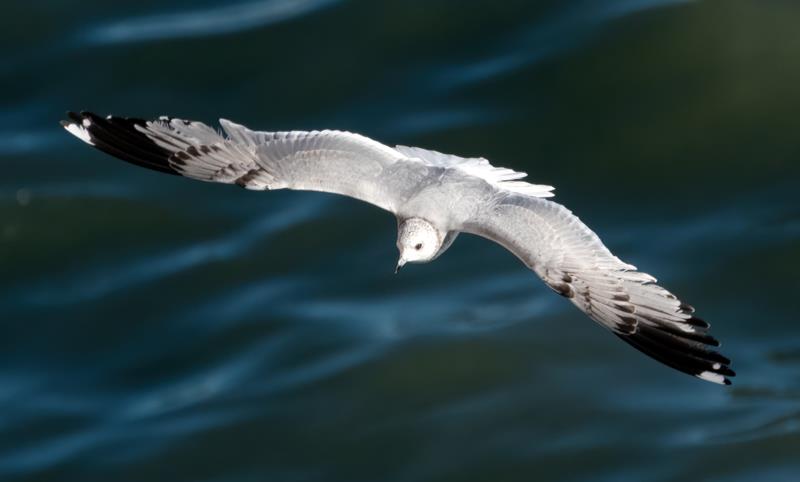 Common Gull in second winter plumage.  R. Perez