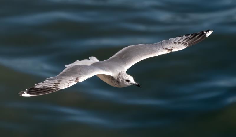 Common Gull in second winter plumage.  R. Perez