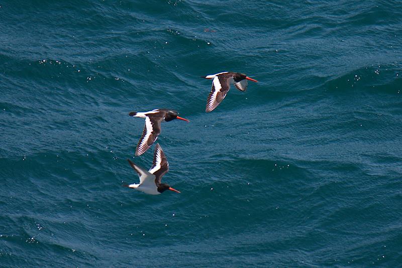 Oystercatchers C. Perez