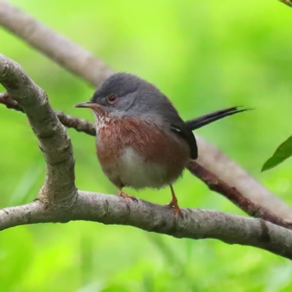 Dartford Warbler  C. Fortuna