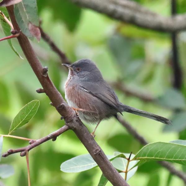 Dartford Warbler  C. Fortuna
