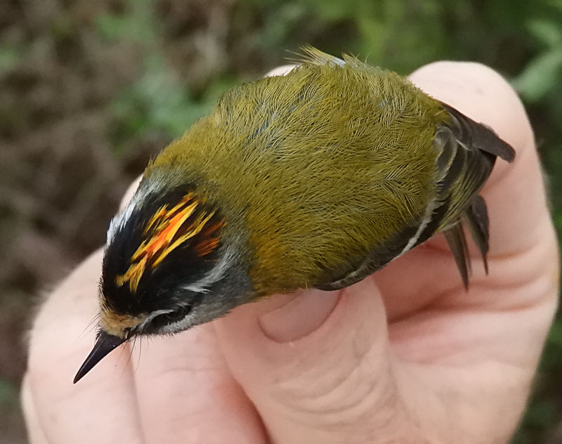 Firecrest showing neat bright crown feathers.