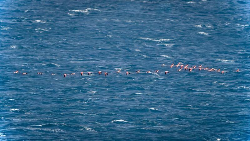 Flamingoes
