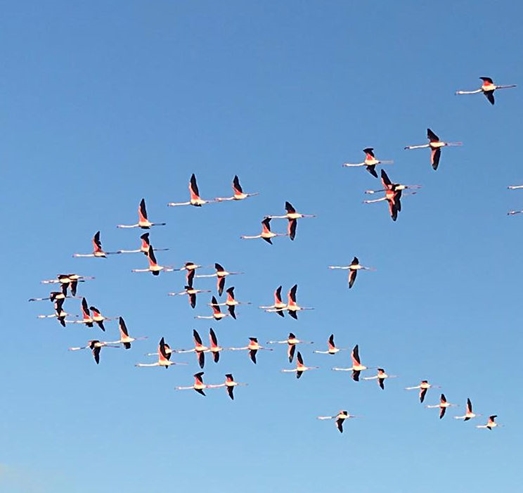 Flamingoes, some of the 49 counted.    Photo:-  EPRU