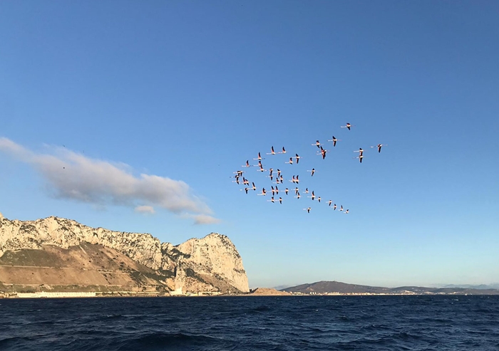 Flamingoes flying off the east side of the Rock.    Photo:- EPRU