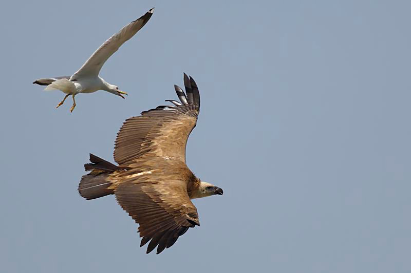 Griffon Vulture mobbed by Yellow-legged Gulls.  C. Perez