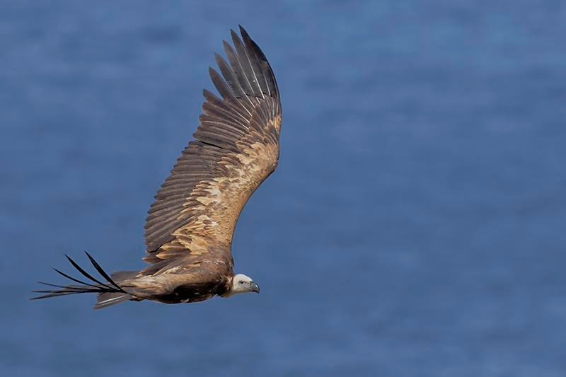 Griffon Vulture .  C. Perez
