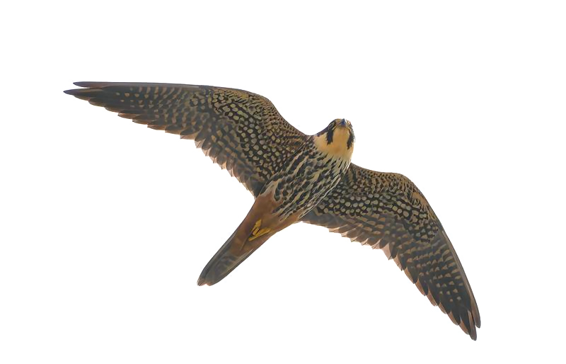 Hobby