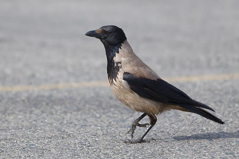 Hooded Crow C. Perez