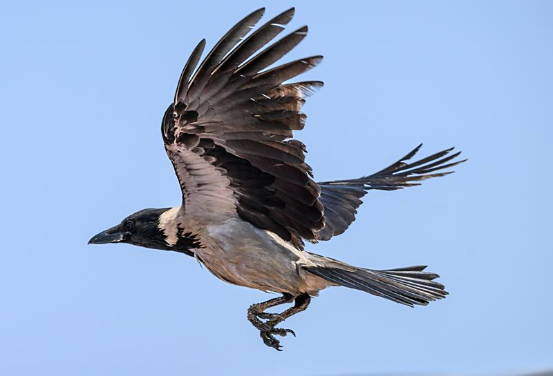 Hooded Crow D. Parody