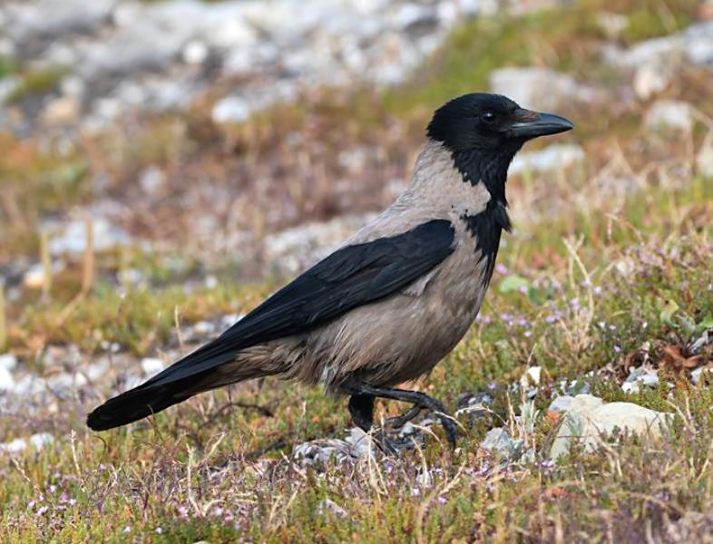 Hooded Crow  R. Perez