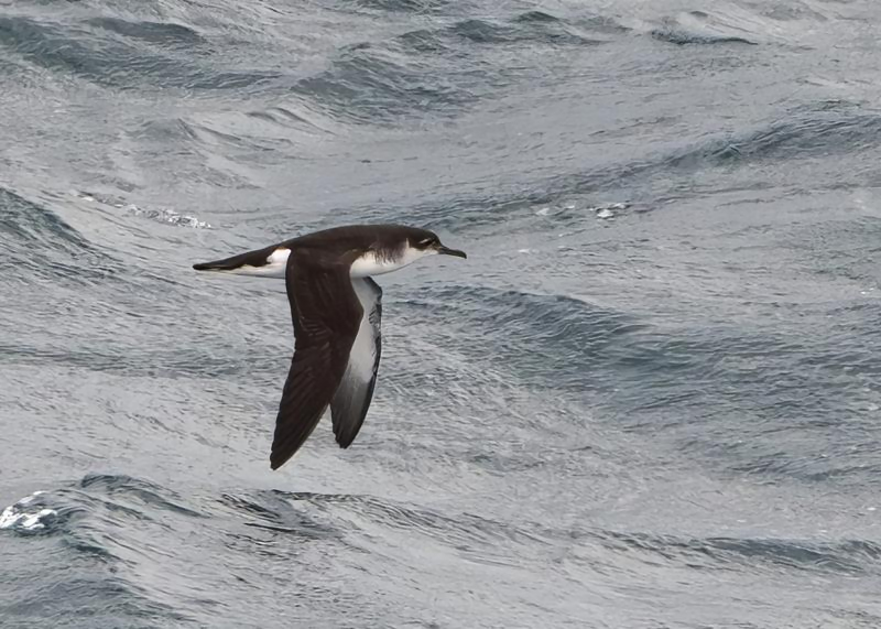 Manx Shearwater (R. Perez).