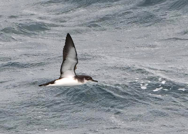 Manx Shearwater (R. Perez).