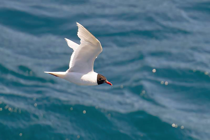 Mediterranean Gull adult  C. Perez