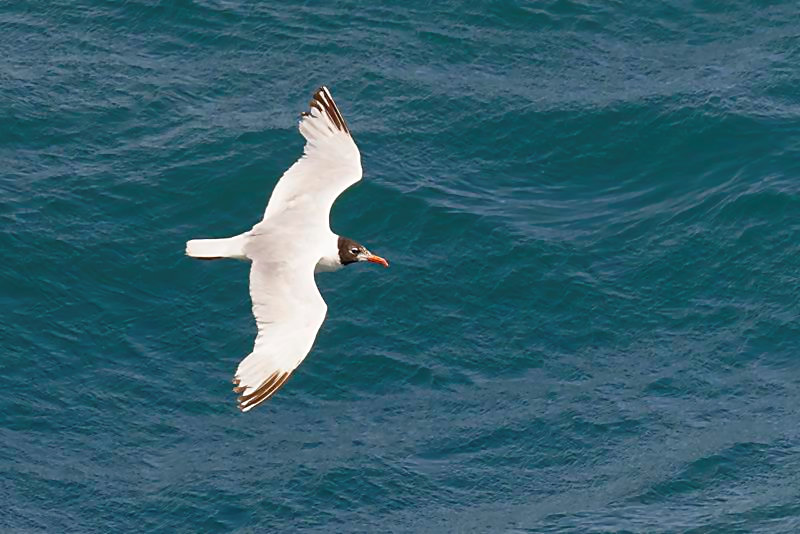 Mediterranean Gull 3rd cycle, note black edged primaries  C. Perez