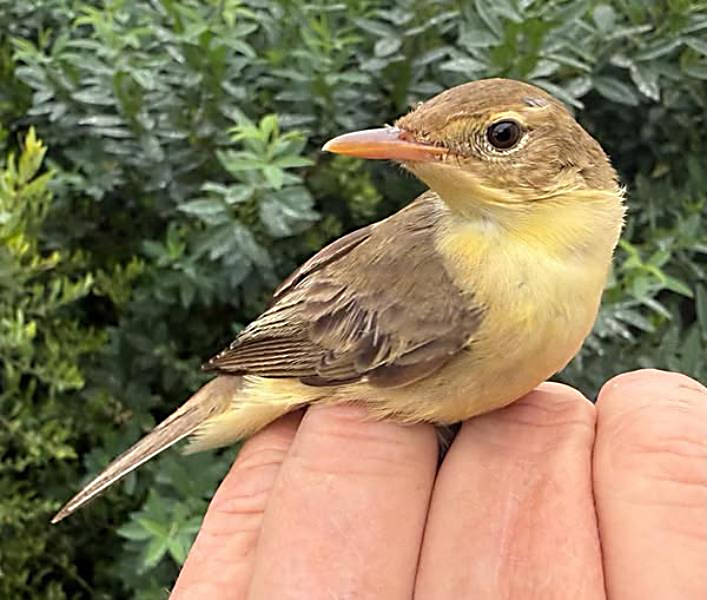 Melodious Warbler.  M Cutts.