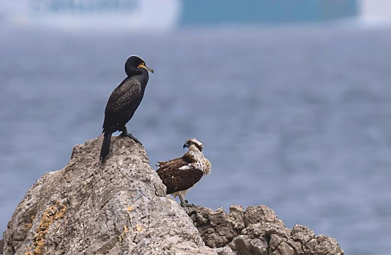 Two's company. Osprey & Cormorant.   S. Morgan