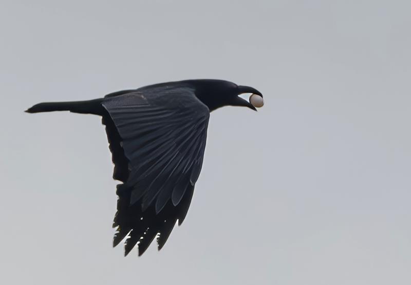 Raven With Egg (R. Perez)