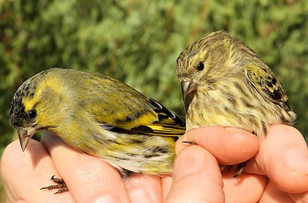 Siskin & Serin