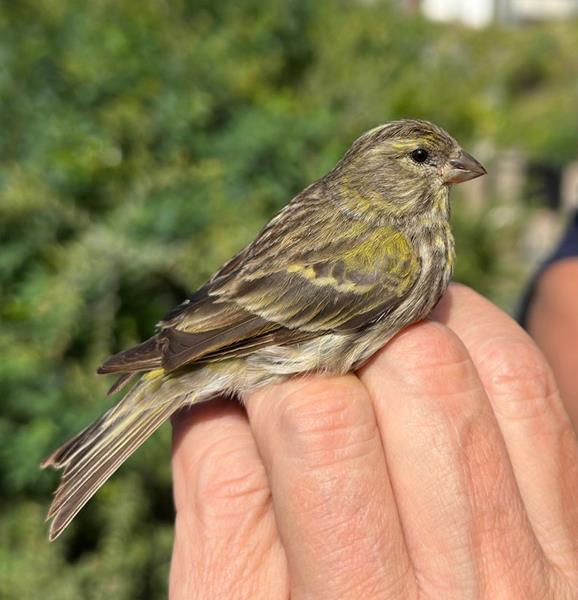 Serin