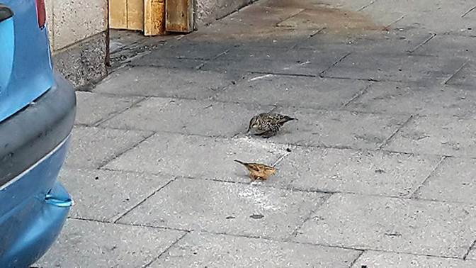 Common Starling feeding with House Sparrow