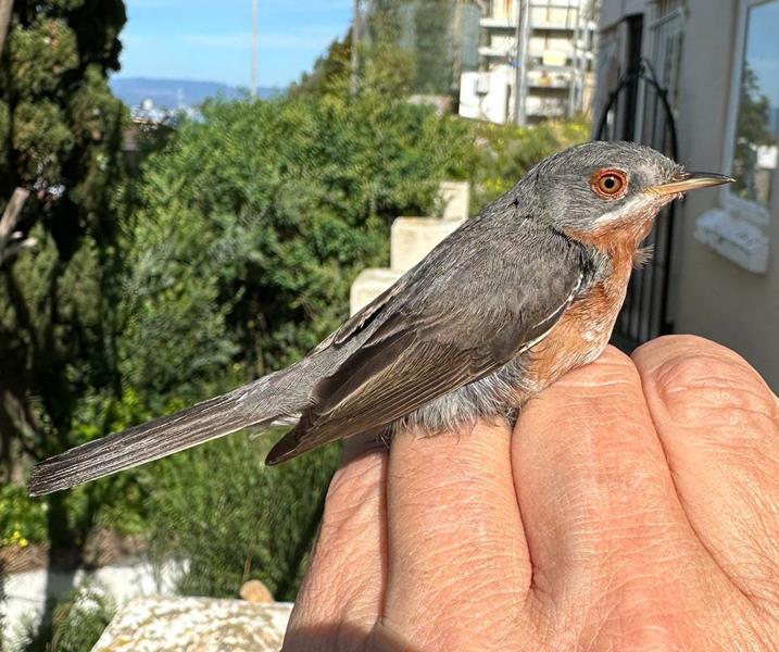 Subalpine Warbler