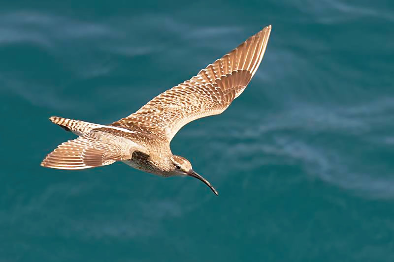 Whimbrel C. Perez