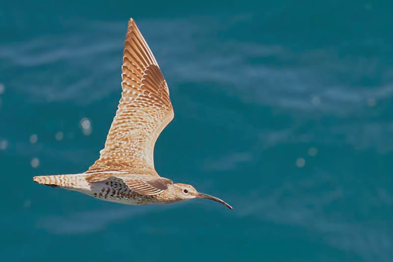 Whimbrel C. Perez