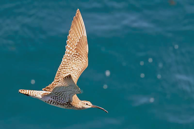 Whimbrel C. Perez