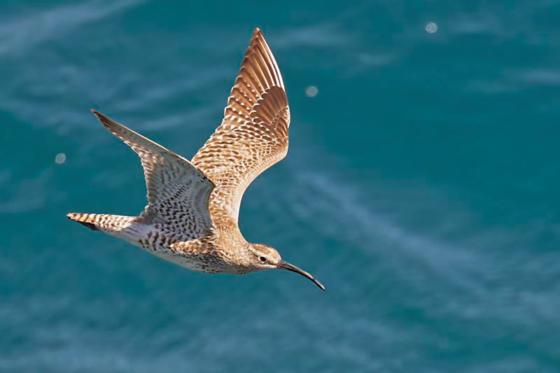 Whimbrel C. Perez
