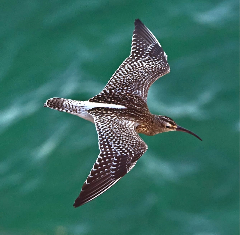 Whimbrel at Europa Point.   H. Van Gils
