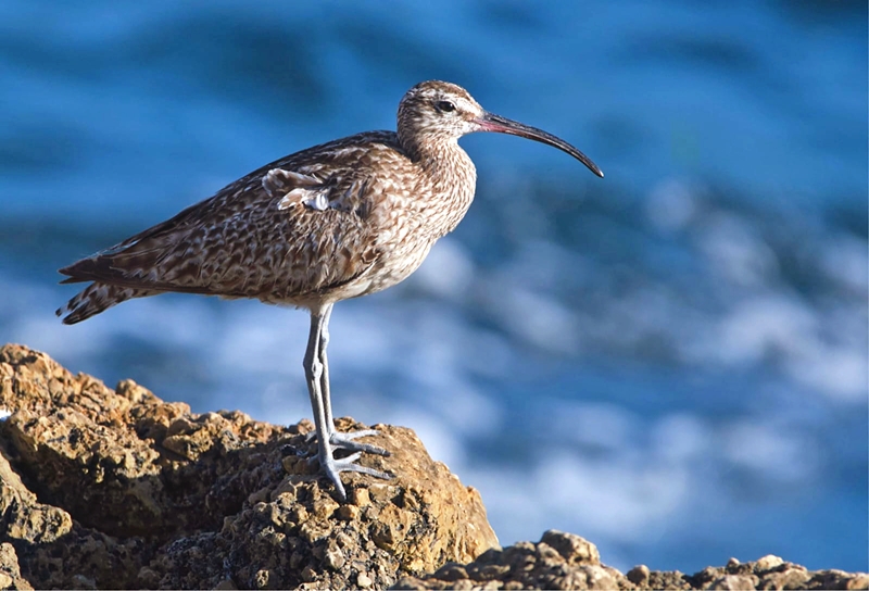 Whimbrel resting at Europa foreshore. R. Perez