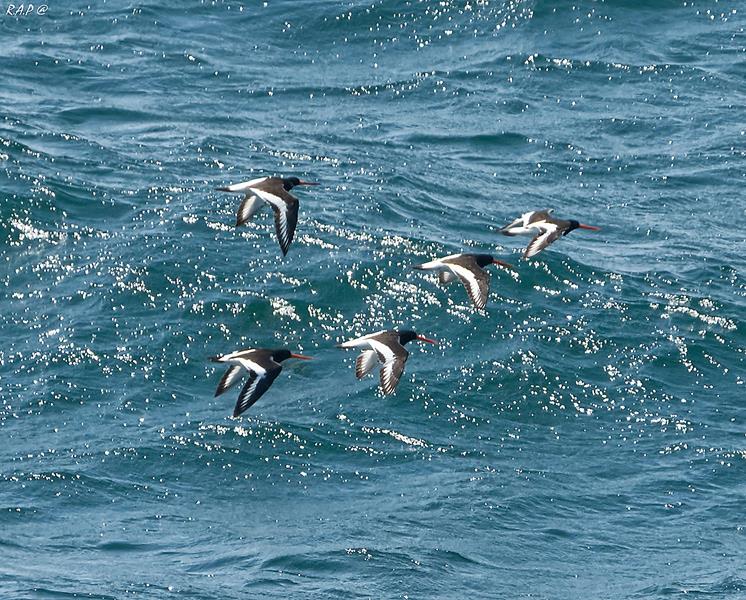 Oystercatchers R. Perez