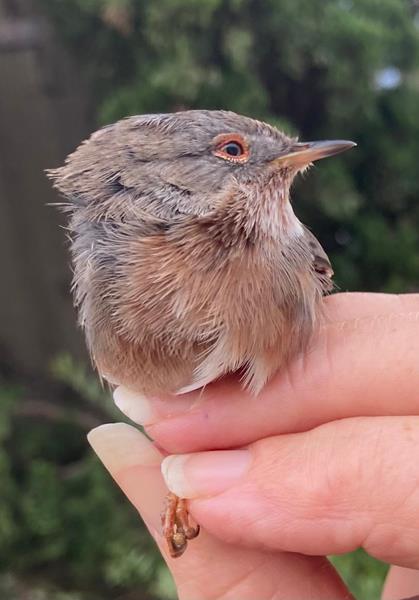 Dartford Warbler